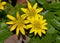 Three flowers of Lesser celandine