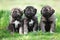 Three fluffy gray puppies outdoors