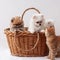 Three fluffy Pomeranian puppies two white and one sable color sit in a basket next to a red tabby kitten and looks at the puppies
