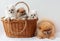 Three fluffy Pomeranian puppies two white and one sable are sitting in a basket next to an adult orange Pomeranian and looking