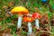 Three fly agaric.