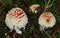 Three Fly agaric fungus, Amanita muscaria, growing in a woodland in the UK.