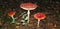 Three fly agaric mushroom grows on a dark background in the forest