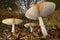 Three Fly agaric mushrooms