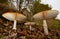 Three Fly agaric mushrooms