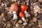 Three fly agaric mushrooms in the forest