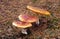 Three Fly Agarics