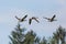 Three flying gray geese anser anser with tree and blue sky