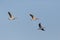 Three flying grey geese anser anser flying in blue sky