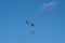 Three flying pigeons on a blue sky