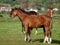 Three Foals