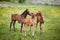 Three foals on meadow