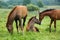 Three foals in a meadow