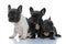 Three focused French bulldog puppies curiously looking around