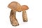 Three forest mushroom