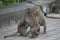 Three Formosan macaques in mountains of Kaohsiung city, Taiwan, also called Macaca cyclopis. They are playing with each other