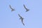 Three Forsters Tern flying in a cloudless sky