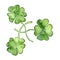 Three four leaf clover with watercolor