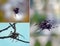 Three fragments: a spider-Araneus weaves a web