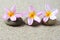 Three frangipani flower on a zen stones