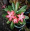 three frangipani flowers blooming in the garden in front of the house