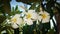 three frangipani flowers are blooming in the morning,and leaves as a background