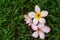 three frangipani flowers on green grass