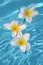 Three frangipanis Floating on the Pool