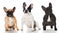 Three french bulldogs