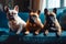 three French bulldogs looking and lying on the couch at home. Dogs in city apartments. Generative AI