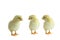 Three French Splash Copper Maran Chicks Isolated over a White Background