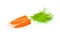 Three fresh carrots with leaves. Orange root vegetable with sweet flavor.