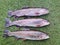 Three fresh caught rainbow trout