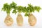 Three fresh celery root