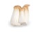 Three fresh cultivated Eringi mushrooms on a white background