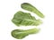three fresh green romano lettuce leaves on a white background