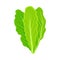 Three fresh lettuce leaves. Vector illustration on a white background.