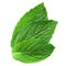 Three fresh mint leaves