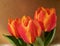 Three fresh tulips in bright orange in front of a brown wall