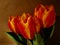 Three fresh tulips in bright orange in front of a brown wall