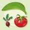 three fresh vegetables icons