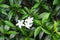 Three fresh white sampaguita jasmine flowers in garden top view background