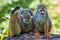 Three friends - Squirrel monkey - Saimiri sciureus