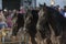 Three Friesian horses in the exhibition of Santi Serra in a horse fair in Lugo, Spain, august 2016