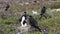 Three frigate bird nests seen close to each other