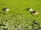 Three frogs Hiding in Duck Weed