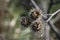 Three frozen thistles on autumn bushes