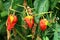Three fully ripe shriveled red and yellow peppers growing on single plant surrounded with green and brown dried leaves