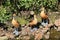 Three Fulvous Whistling ducks in the Birds of Eden free flight sanctuary, South Africa.