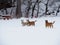 Three Fun Loving Carolina Dogs Playing and Standing in the Snow in the Middle of Winter in Boulder Colorado's Wonderful Parks